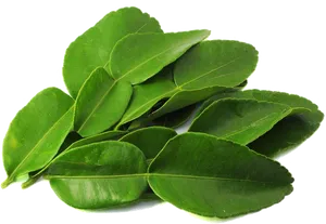 Fresh Green Leaves Transparent Background PNG