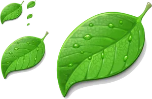 Fresh Green Leaveswith Water Droplets PNG Image