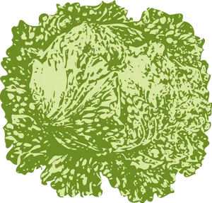 Fresh Green Lettuce Illustration PNG Image