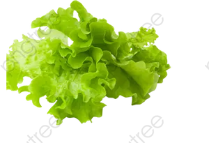 Fresh Green Lettuce Isolated PNG Image