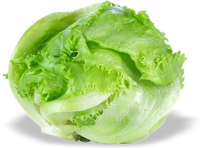 Fresh Green Lettuce Isolated PNG Image