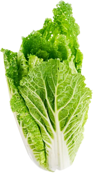 Fresh Green Lettuce Isolated PNG Image