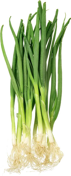 Fresh Green Onions Bunch PNG
