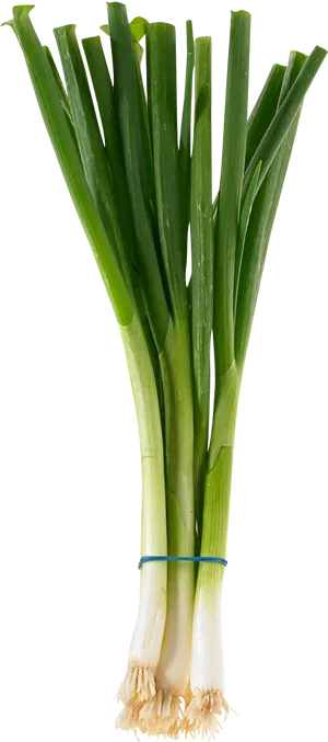 Fresh Green Onions Bunch PNG