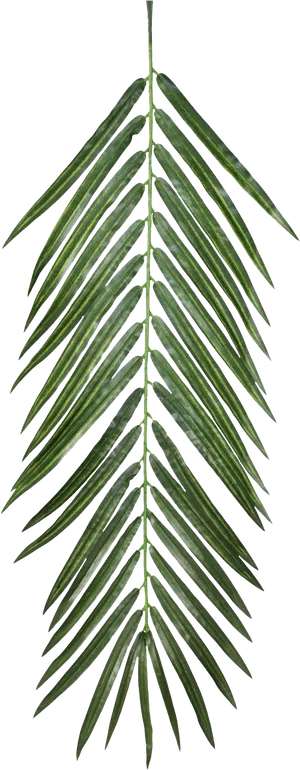 Fresh Green Palm Leaf Isolated PNG Image