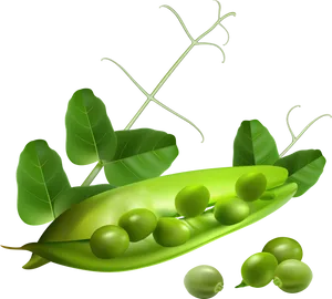 Fresh Green Peas Pod Illustration PNG Image