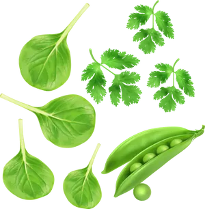 Fresh Green Peasand Leaves PNG Image