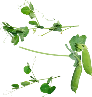 Fresh Green Peasand Pods PNG Image