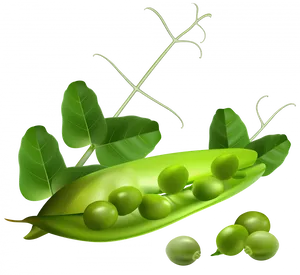 Fresh Green Peasand Pods PNG Image