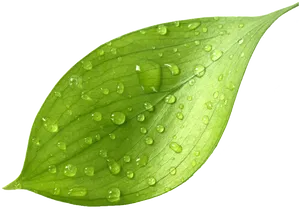 Fresh Green Tea Leafwith Dew Drops.png PNG Image