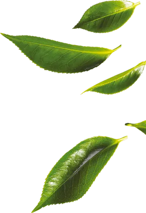 Fresh Green Tea Leaves Floating PNG Image