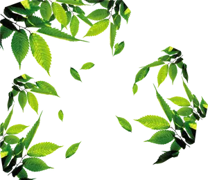 Fresh Green Tea Leaves Frame PNG Image