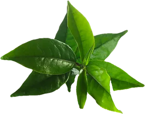 Fresh Green Tea Leaves.png PNG Image