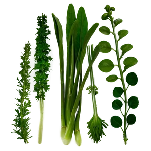 Fresh Herb Png 72 PNG Image