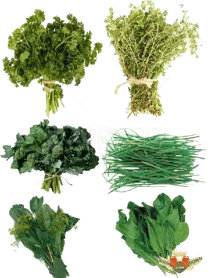 Fresh Herbs Variety Collection PNG Image