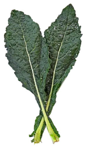 Fresh Kale Leaves Black Background PNG Image