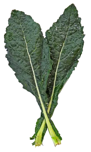 Fresh Kale Leaves PNG Image