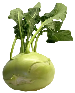 Fresh Kohlrabi Vegetable.png PNG Image