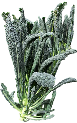 Fresh Lacinato Kale Bunch PNG Image