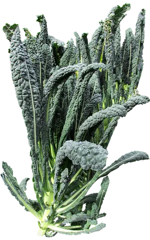 Fresh Lacinato Kale Isolated PNG Image