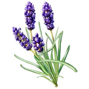 Fresh Lavender Bunch Png 47 PNG Image