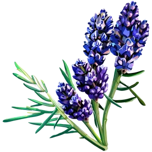 Fresh Lavender Bunch Png Fiy PNG Image