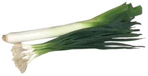 Fresh Leek Bunch Isolated PNG Image