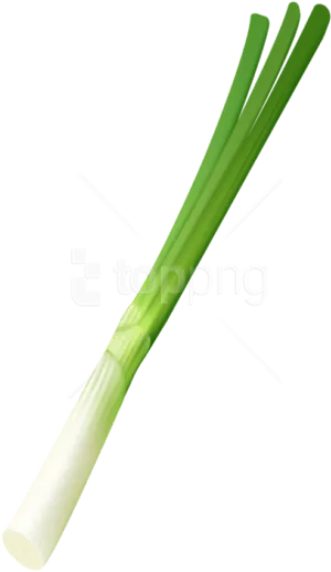 Fresh Leek Isolatedon Background.png PNG Image