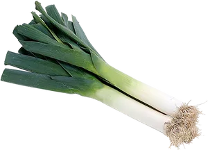 Fresh Leek Isolatedon White Background.png PNG Image