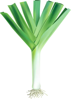 Fresh Leek Vegetable Illustration PNG Image