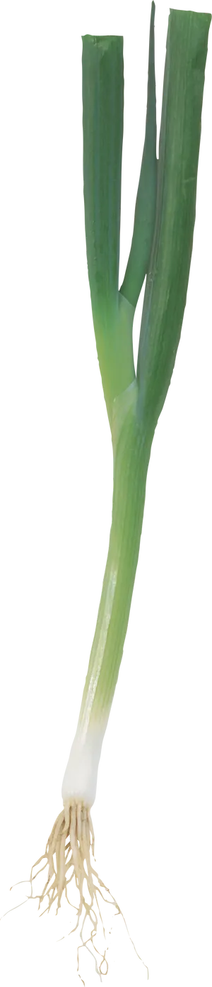 Fresh Leek Vegetable Isolated PNG Image