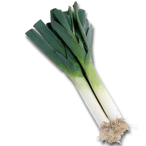 Fresh Leek Vegetable.png PNG Image