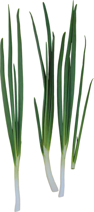 Fresh Leeks Isolatedon White PNG Image