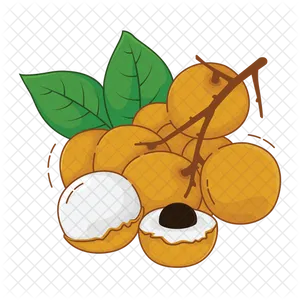 Fresh Longan Fruit Illustration PNG Image