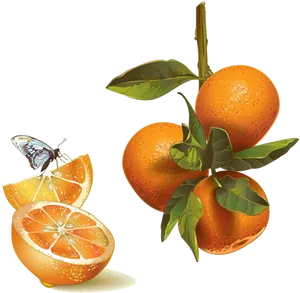 Fresh Mandarin Orangeswith Butterfly PNG Image