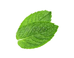 Fresh Mint Leaf Isolated PNG Image