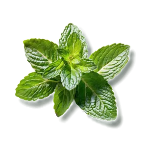 Fresh Mint Leaf Png 06212024 PNG Image