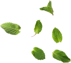 Fresh Mint Leaves Floating PNG Image