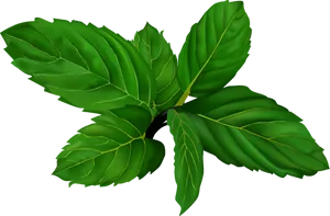 Fresh Mint Leaves Illustration PNG Image