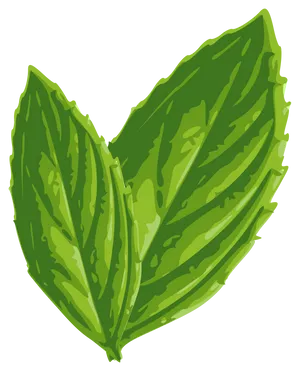 Fresh Mint Leaves Illustration PNG Image