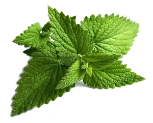 Fresh Mint Leaves Isolated.png PNG Image