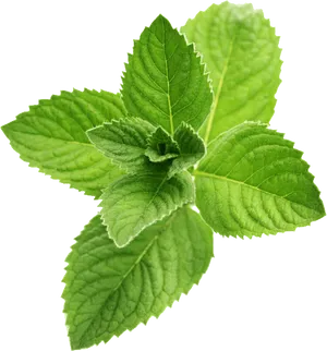 Fresh Mint Leaves Isolated.png PNG Image