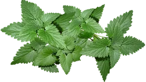 Fresh Mint Leaves Isolated.png PNG Image