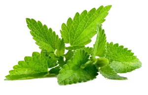 Fresh Mint Leaves Isolated.png PNG Image