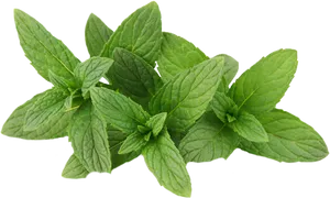 Fresh Mint Leaves Isolated.png PNG Image