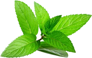 Fresh Mint Leaves Isolated.png PNG Image