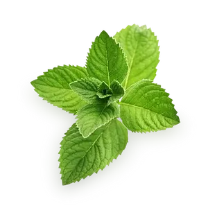 Fresh Mint Leaves Isolated.png PNG Image