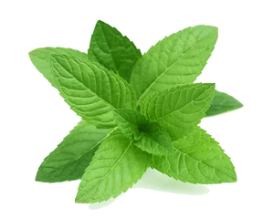 Fresh Mint Leaves Isolated.png PNG Image