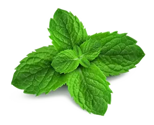 Fresh Mint Leaves Isolated PNG Image