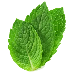 Fresh Mint Leaves Isolated PNG Image